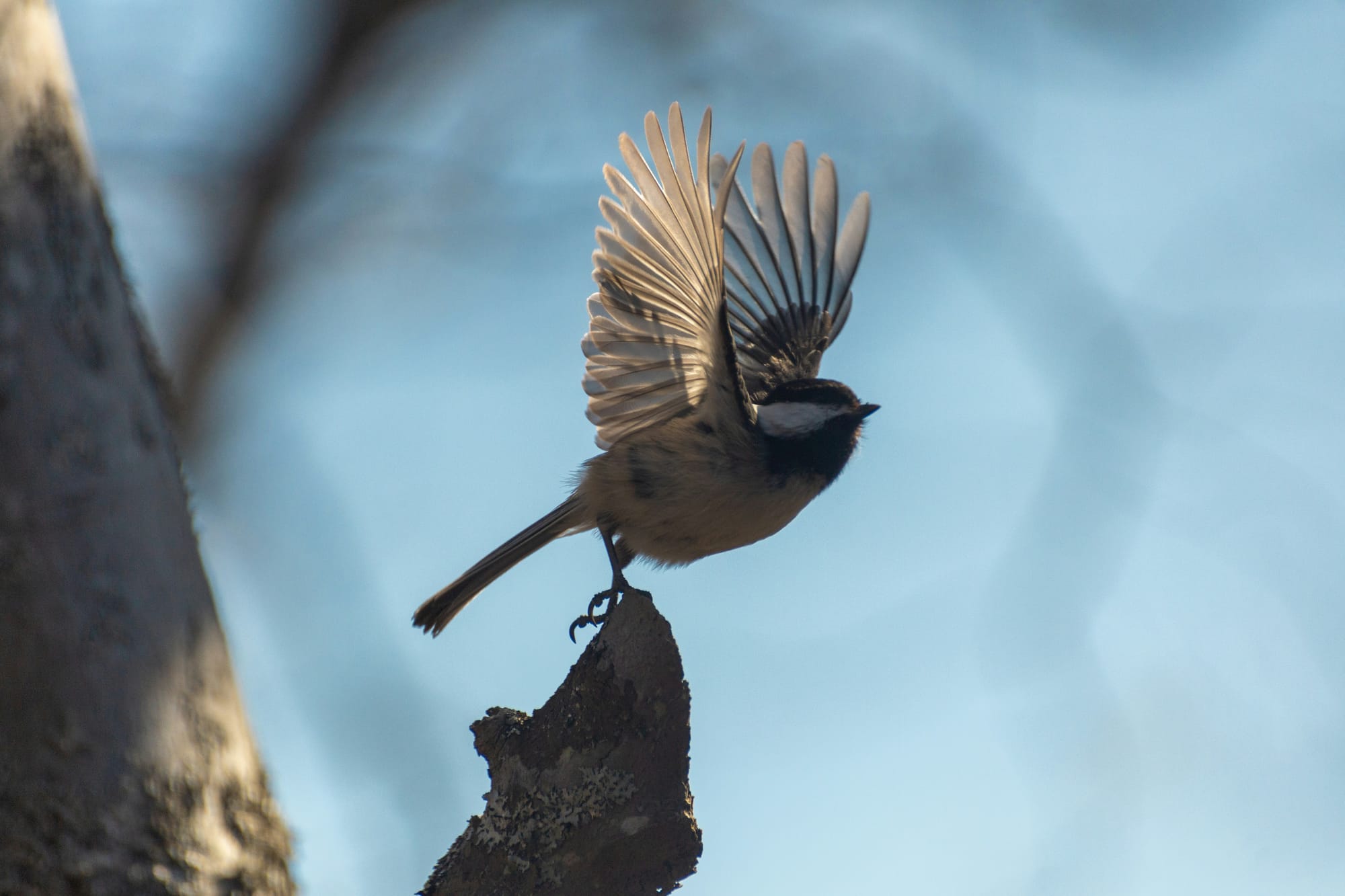 Watching the Chickadee