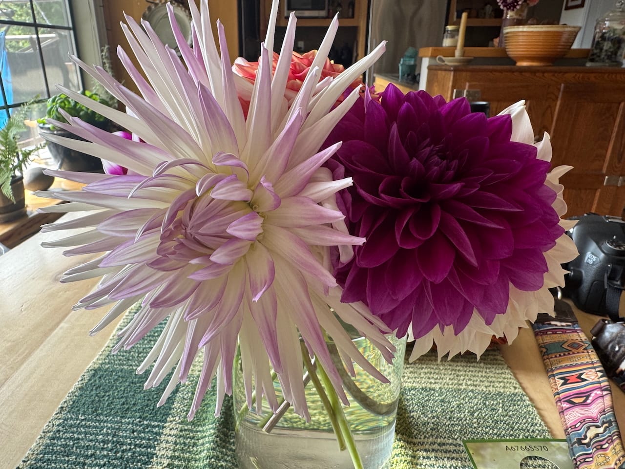 Dahlia Season