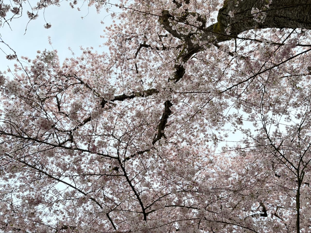 Cleave to the Pleasure